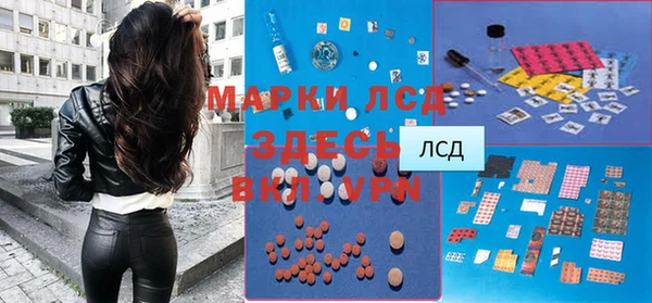 сатива Новозыбков